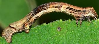 Attēlu rezultāti vaicājumam “Ectropis crepuscularia”