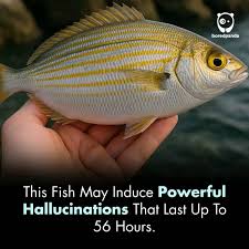 Image result for Sarpa salpa