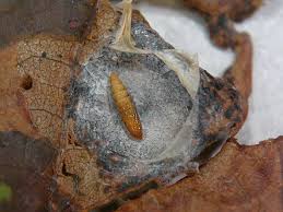 Attēlu rezultāti vaicājumam “Cameraria ohridella”