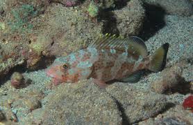 Image result for Epinephelus guttatus