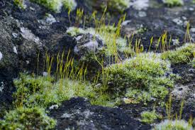 Attēlu rezultāti vaicājumam “Tortula muralis sporophyte”