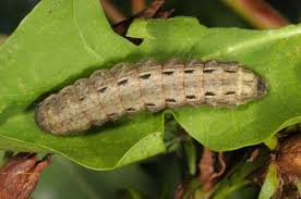 Attēlu rezultāti vaicājumam “Noctua pronuba”