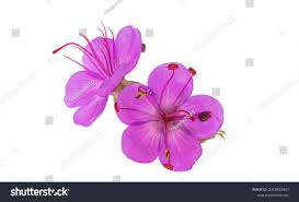 Attēlu rezultāti vaicājumam “Geranium bohemicum flower”