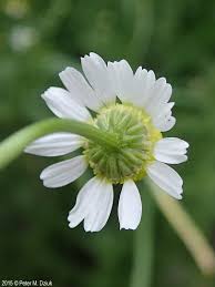 Attēlu rezultāti vaicājumam “Matricaria chamomilla flower”