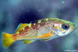 Image result for Sebastes