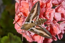 Attēlu rezultāti vaicājumam “Hyles gallii”