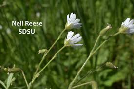 Attēlu rezultāti vaicājumam “Cerastium arvense leaf”