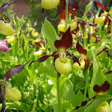 Attēlu rezultāti vaicājumam “Cypripedium calceolus”