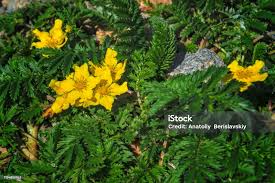 Attēlu rezultāti vaicājumam “Argentina anserina”