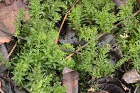 Attēlu rezultāti vaicājumam “Plagiomnium undulatum”