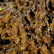 Attēlu rezultāti vaicājumam “Barbilophozia lycopodioides macro”