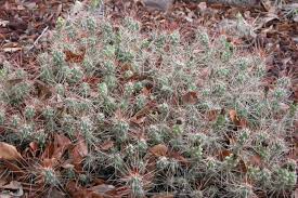 Image result for Cactaceae