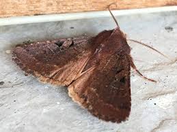 Attēlu rezultāti vaicājumam “Orthosia sp.”