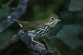 Image result for Seiurus aurocapilla