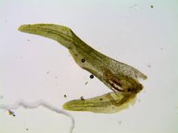 Attēlu rezultāti vaicājumam “Gyroweisia tenuis”