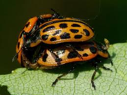 Attēlu rezultāti vaicājumam “Chrysomela vigintipunctata”