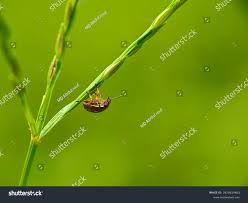 Attēlu rezultāti vaicājumam “Cribraria argillacea young”