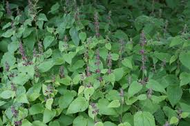 Attēlu rezultāti vaicājumam “Stachys sylvatica bud”