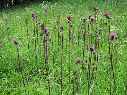 Attēlu rezultāti vaicājumam “Cirsium heterophyllum flower”