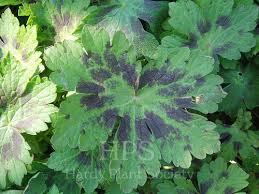 Attēlu rezultāti vaicājumam “Geranium bohemicum leaf”