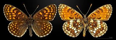 Attēlu rezultāti vaicājumam “Melitaea diamina upperside”