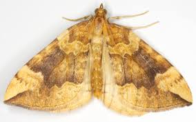 Attēlu rezultāti vaicājumam “Eulithis populata”