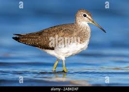 Attēlu rezultāti vaicājumam “Actitis hypoleucos adult”