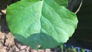 Attēlu rezultāti vaicājumam “Populus x canadensis fruit”