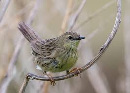 Image result for Locustella naevia