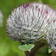 Attēlu rezultāti vaicājumam “Arctium tomentosum”