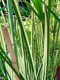 Attēlu rezultāti vaicājumam “Acorus calamus leaf”