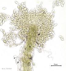 Attēlu rezultāti vaicājumam “Cephaloziella elachista”