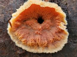 Attēlu rezultāti vaicājumam “Phlebia tremellosa”