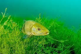 Image result for Chrysoblephus cristiceps