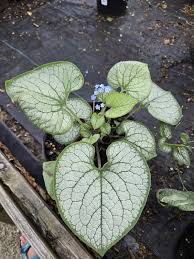 Image result for Brunnera `Jack Frost`