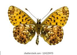 Attēlu rezultāti vaicājumam “Boloria titania underside”