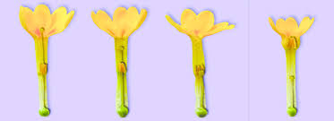 Image result for Primula veris