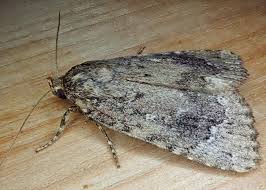 Attēlu rezultāti vaicājumam “Amphipyra”