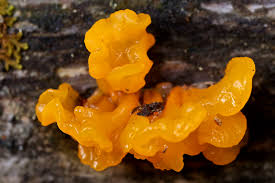 Attēlu rezultāti vaicājumam “Dacrymyces chrysospermus”