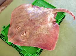 Image result for Raja brachyura