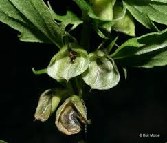 Attēlu rezultāti vaicājumam “Melampyrum pratense bud”