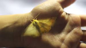 Attēlu rezultāti vaicājumam “Ennomos autumnaria male”