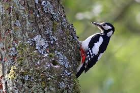 Attēlu rezultāti vaicājumam “Dendrocopos major female”