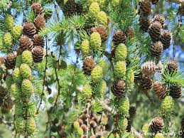 Attēlu rezultāti vaicājumam “Larix kaempferi”