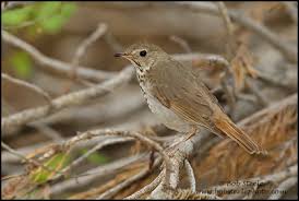 Image result for Catharus guttatus