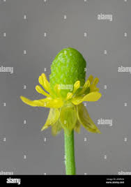 Attēlu rezultāti vaicājumam “Ranunculus sceleratus fruit”