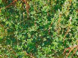 Attēlu rezultāti vaicājumam “Medicago lupulina”