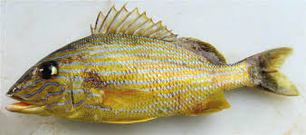 Image result for Haemulon sciurus