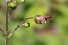Attēlu rezultāti vaicājumam “Scrophularia nodosa fruit”