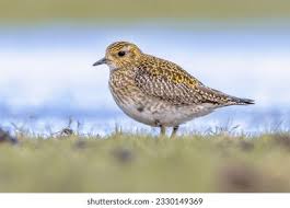 Attēlu rezultāti vaicājumam “Pluvialis apricaria adult”